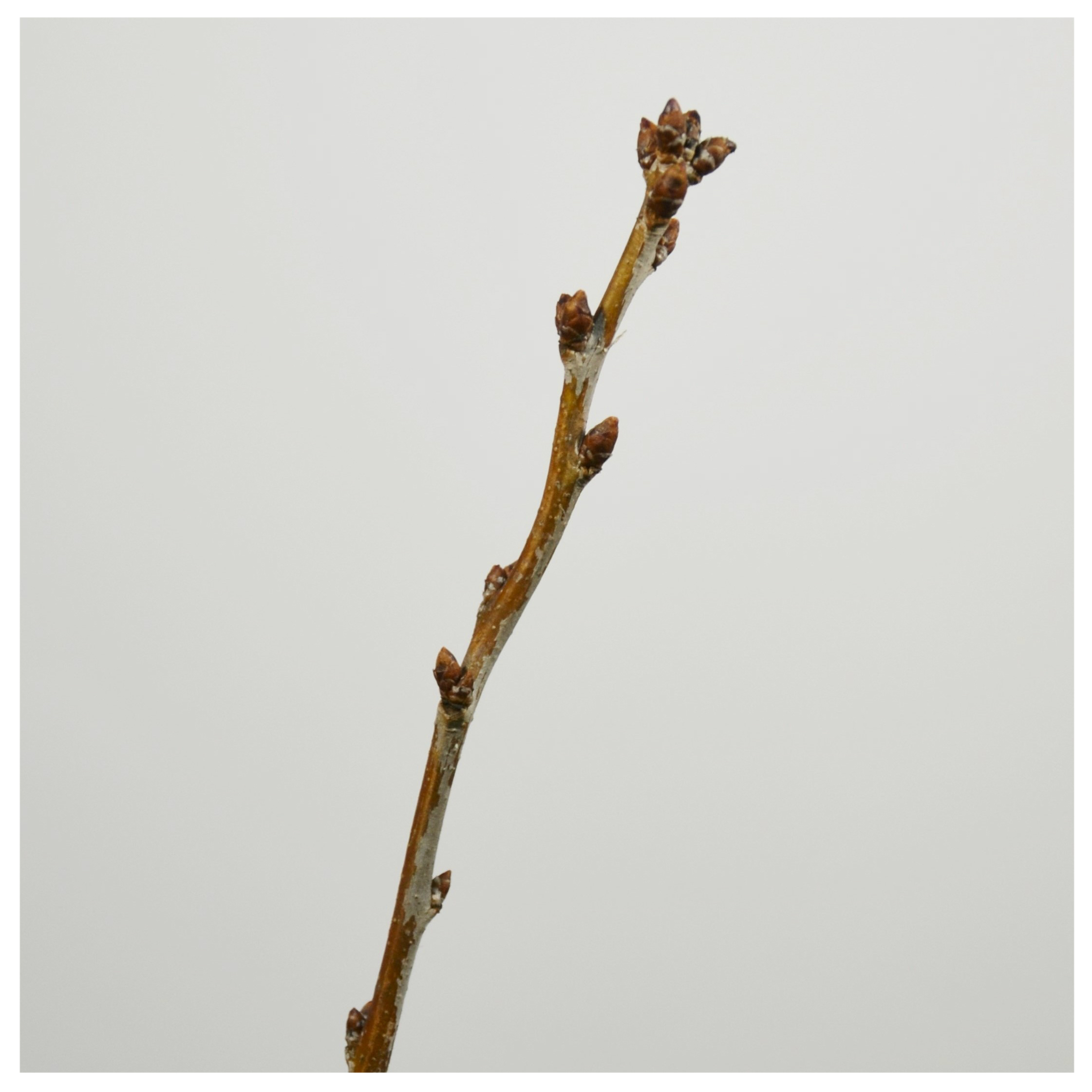 Ključ za določanje zimskih vejic